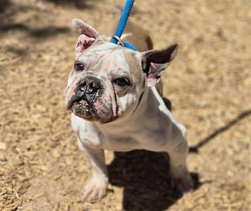 COOKIE - English Bulldog available for adoption