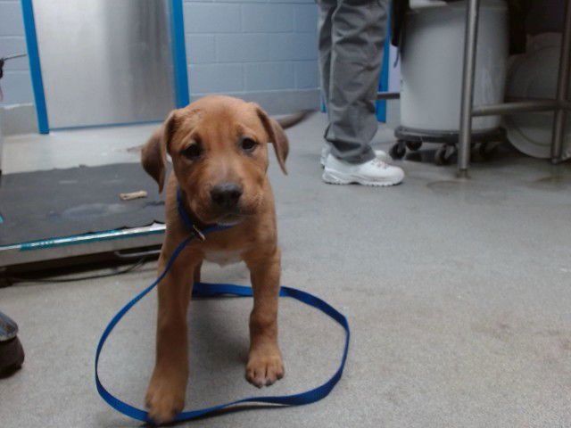 MOO - Rottweiler available for adoption