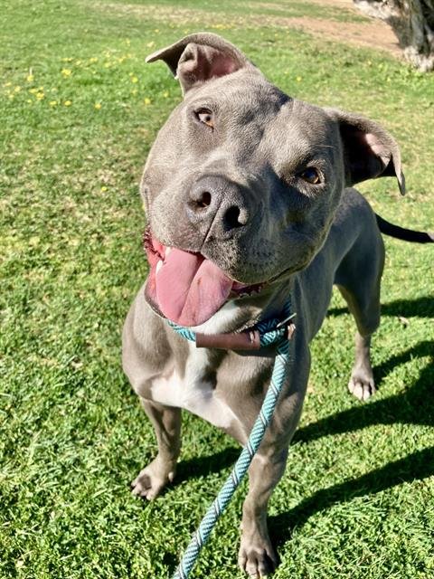 BELLATRIX - American Pit Bull Terrier available for adoption