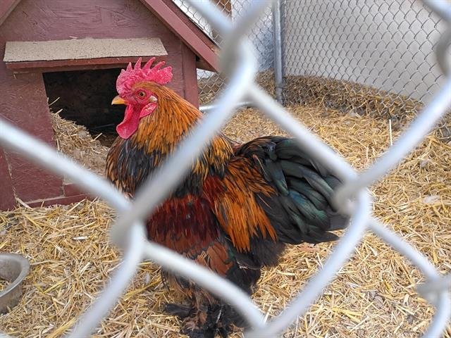 MEDIUM FOOT - Chicken available for adoption