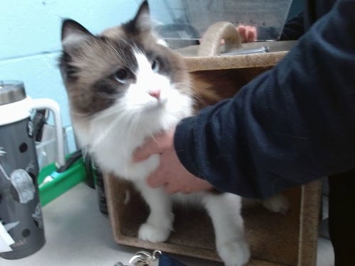 ROCKET - Ragdoll available for adoption