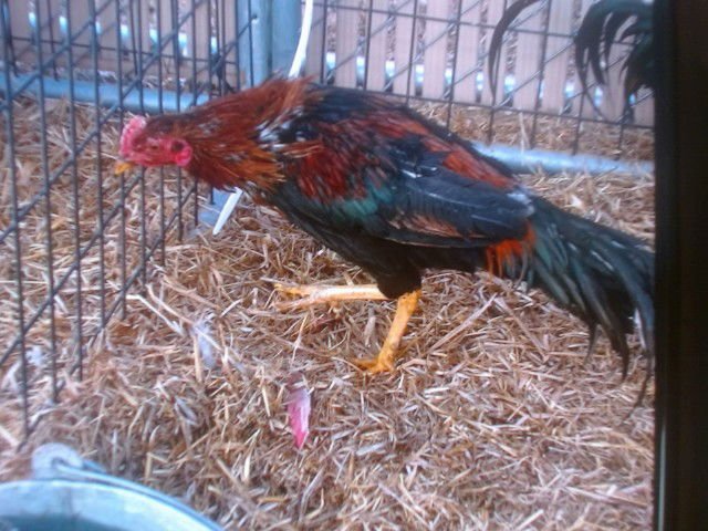 ROOSTER #3