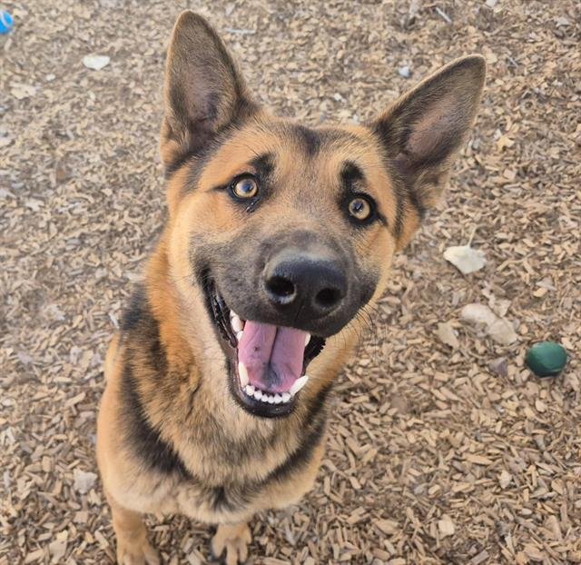 POOHBEAR - German Shepherd Dog available for adoption