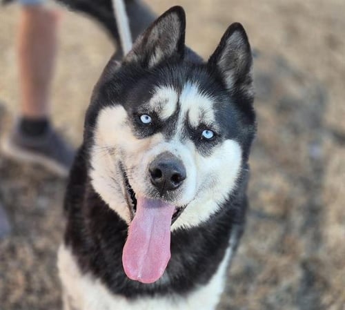 HOMER - Husky available for adoption