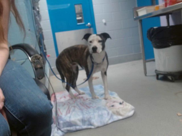 DIAMOND - American Pit Bull Terrier available for adoption