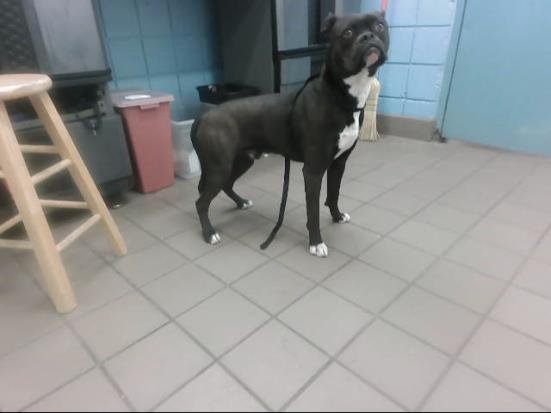 MILO - Boxer available for adoption