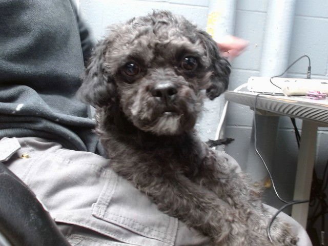 ARMANI - Poodle (Toy) available for adoption