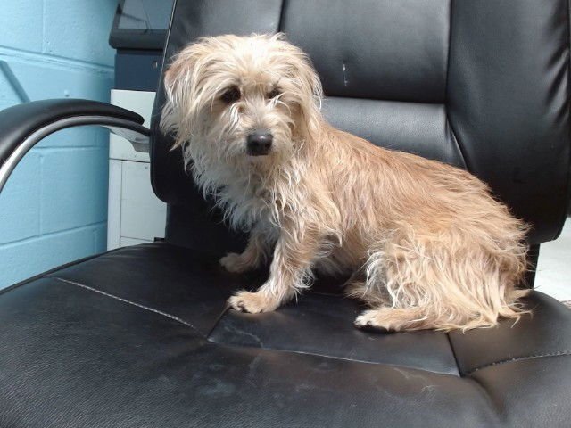 ELLIE - Cairn Terrier available for adoption