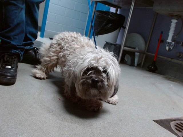 MOBBY - Shih Tzu available for adoption