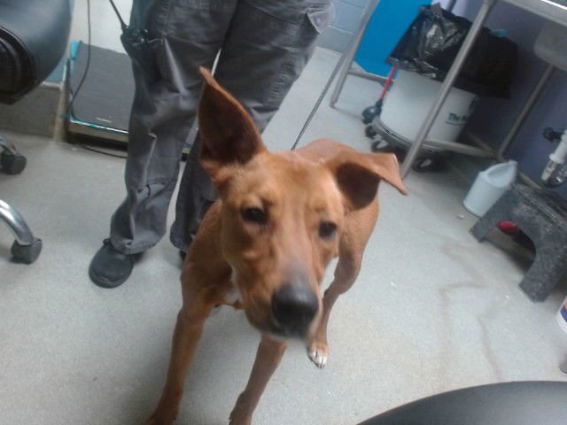 RU - Australian Kelpie available for adoption