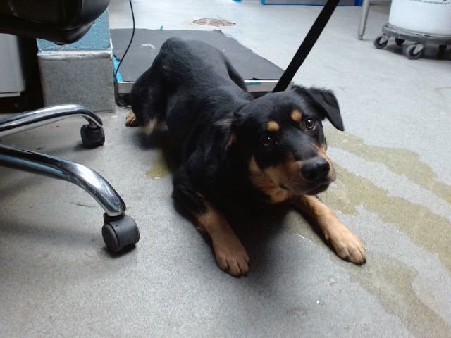 THORN - Australian Kelpie available for adoption