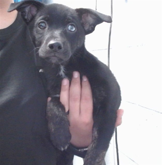 BOLT - Labrador Retriever available for adoption