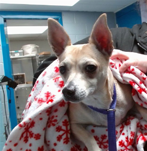 SYDNEY - Chihuahua available for adoption
