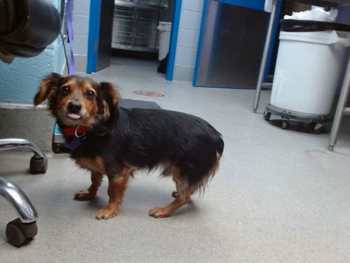 CHARLIE - Chihuahua / Dachshund available for adoption