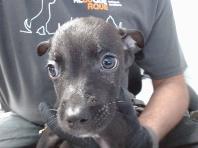 BREX - German Shepherd Dog available for adoption