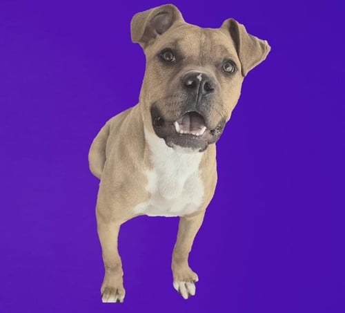 FRED - Boxer available for adoption