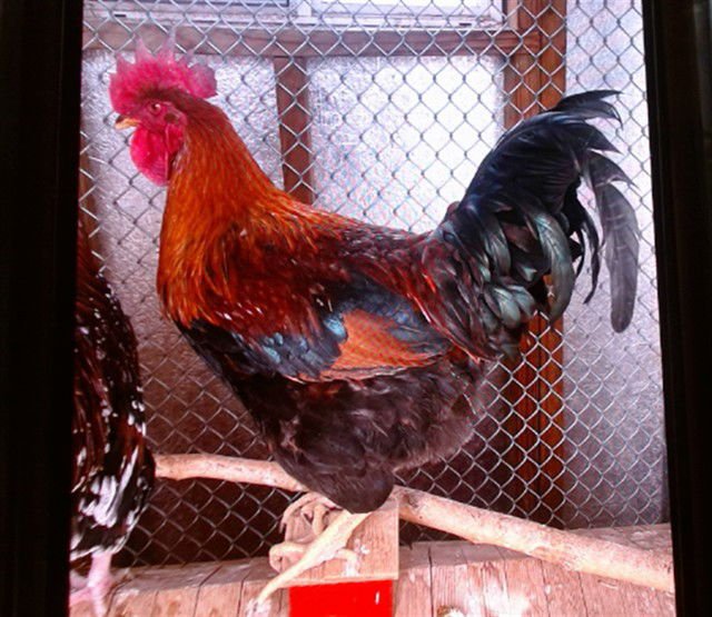 ROCKET - Chicken available for adoption