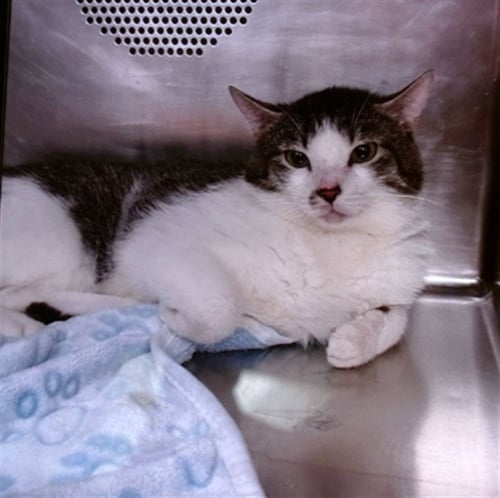 KILO - Domestic Short Hair available for adoption