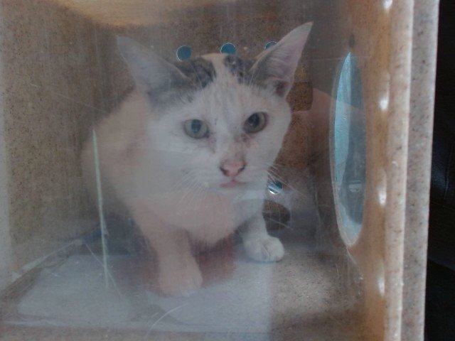 KATIE Image