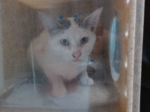 KATIE - Domestic Short Hair available for adoption