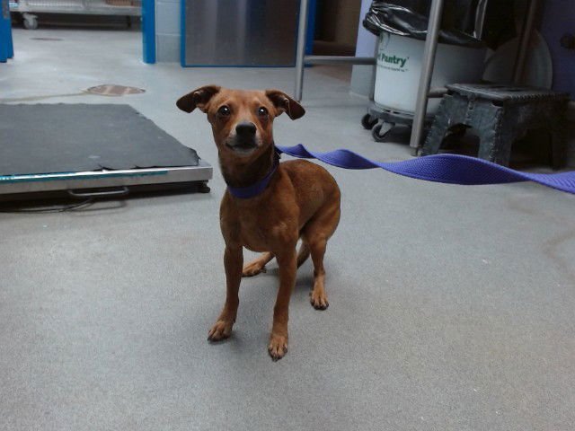 BOBBY - Chihuahua available for adoption