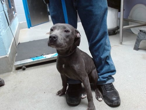 SHADOW - American Pit Bull Terrier available for adoption