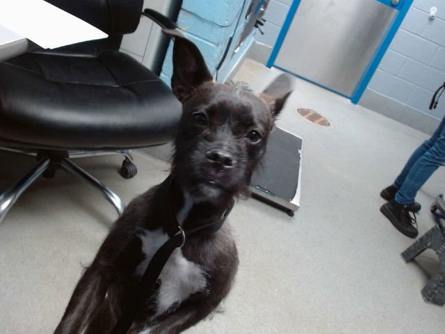 NANCY - Miniature Schnauzer available for adoption