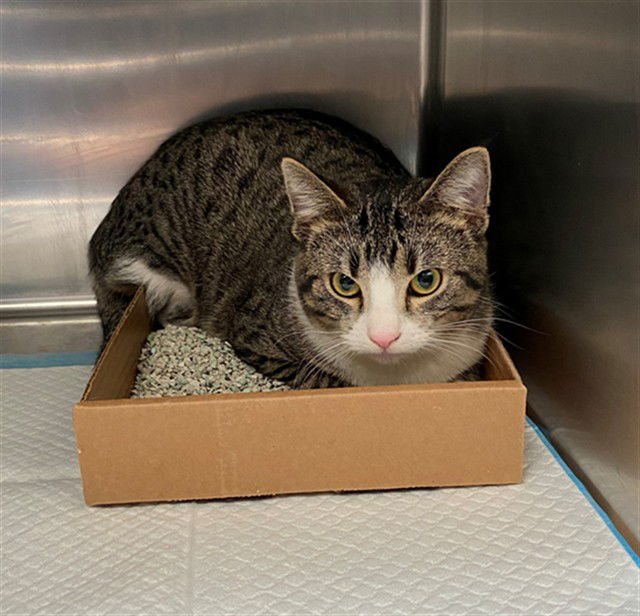 TATE - Domestic Short Hair available for adoption