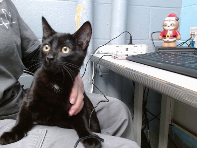 DRAVEN - Domestic Short Hair available for adoption