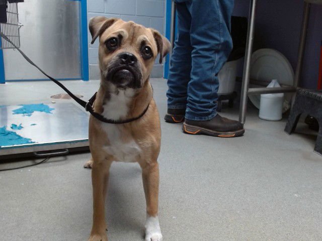 PUGSLEY - Pug / Boxer available for adoption