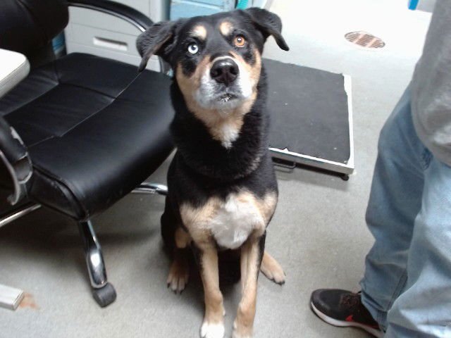 DAKOTA - Bernese Mountain Dog available for adoption