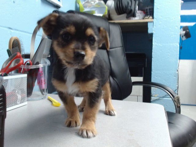 GINGER - Border Terrier available for adoption