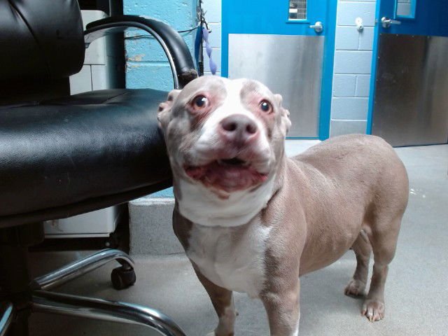 SASHA - American Pit Bull Terrier available for adoption