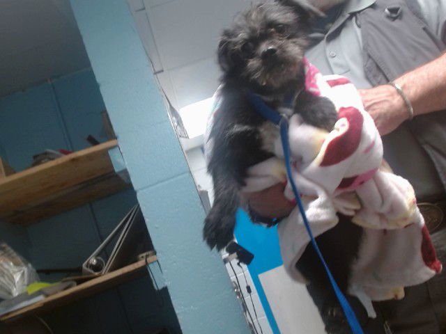 BRUNO - Border Terrier available for adoption