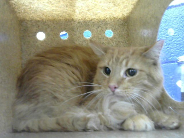 GUS GUS - Domestic Short Hair available for adoption