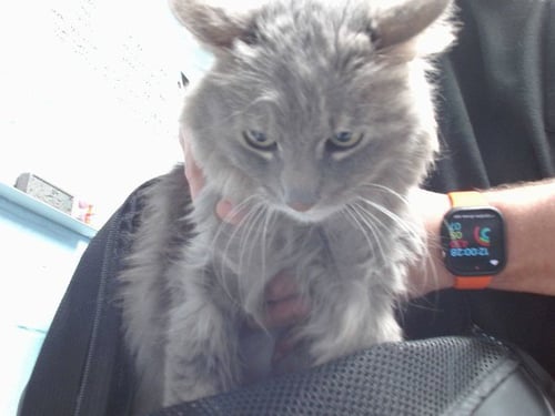 DAENERYS - Domestic Long Hair available for adoption