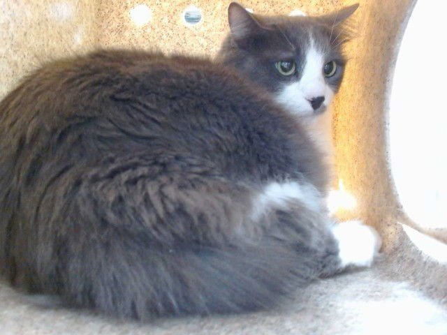 KIKI - Domestic Medium Hair available for adoption