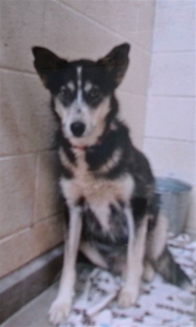 MAMA - Border Collie available for adoption