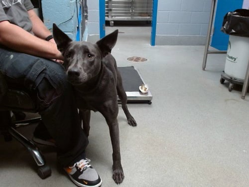 CORN - Labrador Retriever / Doberman Pinscher available for adoption