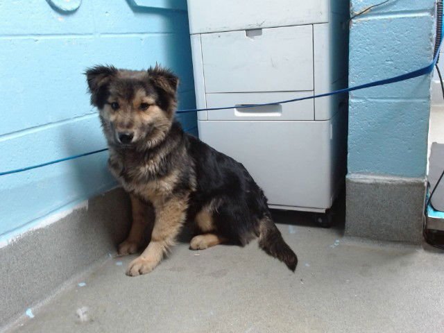 CLUE - German Shepherd Dog available for adoption