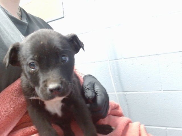 STEVE - Labrador Retriever available for adoption