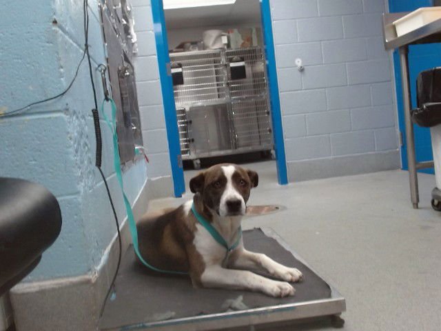 ZUCCHINI - Australian Cattle Dog/Blue Heeler available for adoption