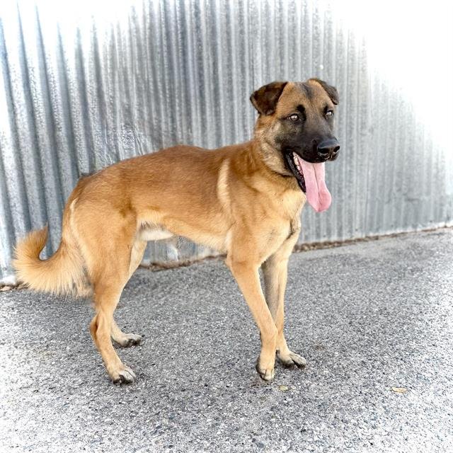 SAMMY - Belgian Shepherd Malinois available for adoption