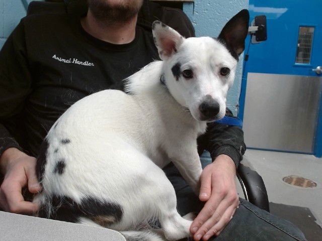 FARGO - Cardigan Welsh Corgi available for adoption