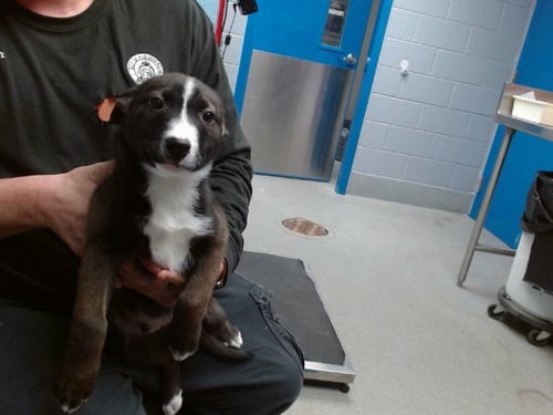 MAX - German Shepherd Dog available for adoption