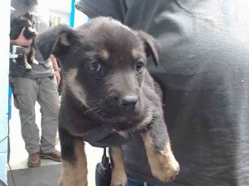 PAULINE - Husky available for adoption