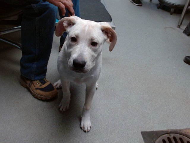 PRINCE - Labrador Retriever available for adoption