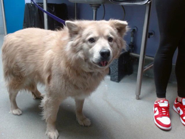 ARTEMIS - Husky / German Shepherd Dog available for adoption