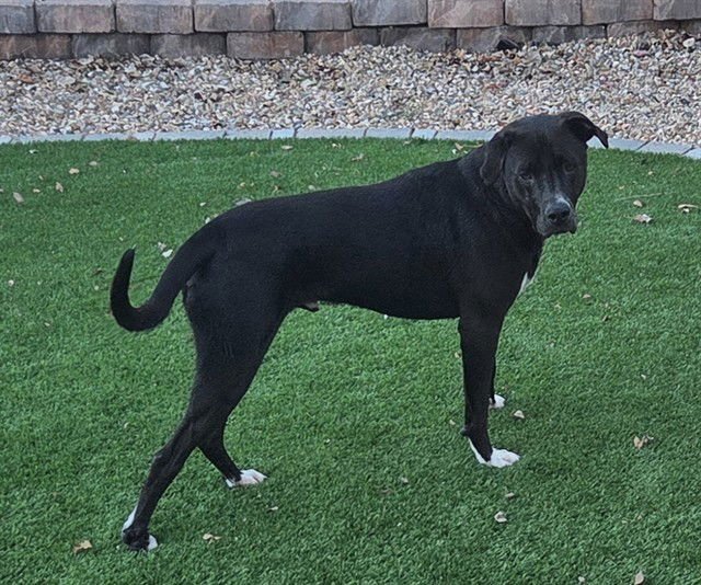 ARLO - Labrador Retriever available for adoption