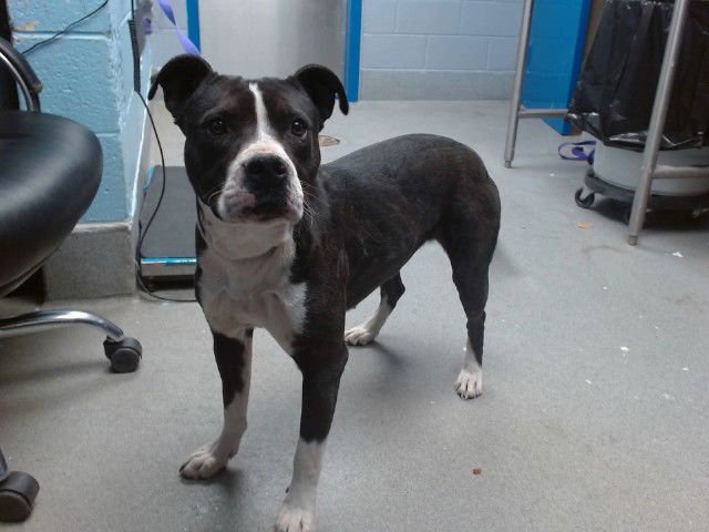 MOCHA - American Pit Bull Terrier available for adoption